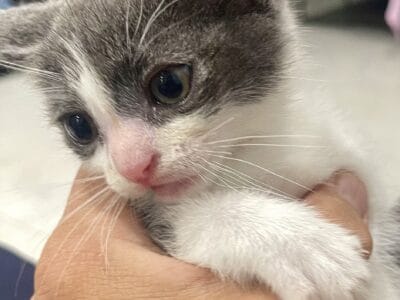 Adorable and Healthy Kittens
