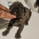 Cane corso pups for sale