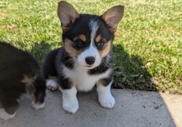 Female corgi pup – Reese