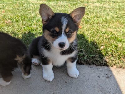 Female corgi pup – Reese