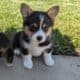 Female corgi pup – Reese