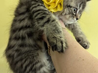 12 week old Persian Male Kitten