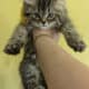 Persian kittens available