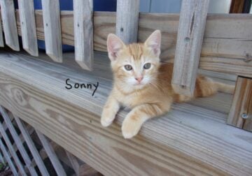 Cute kitty
