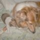 Registered “Lassie” Collie puppies Sable Tri Blue