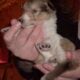 Registered “Lassie” Collie puppies Sable Tri Blue