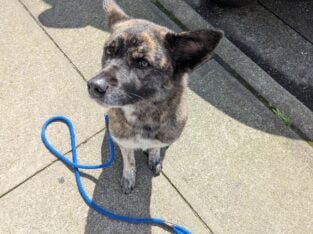 Sadie: Akita, Cattle Dog, Border Collie mix