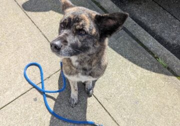 Sadie: Akita, Cattle Dog, Border Collie mix