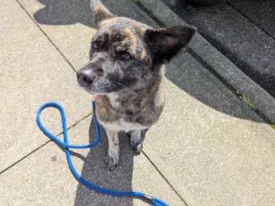 Sadie: Akita, Cattle Dog, Border Collie mix