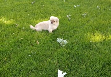 pekingese for sale