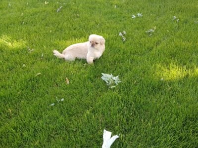 pekingese for sale
