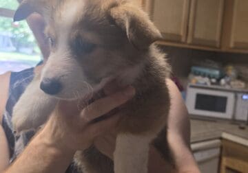 AKC PEMBROKE WELSH CORGI