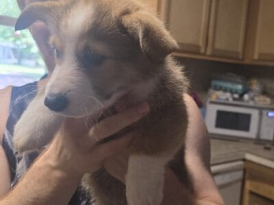 AKC PEMBROKE WELSH CORGI