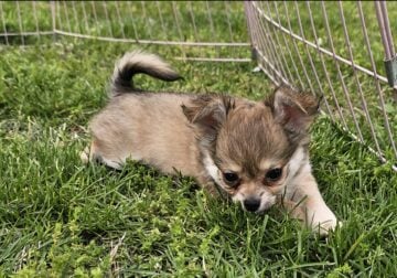 Long coat chihuahua boy