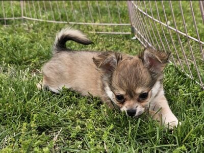 Long coat chihuahua boy