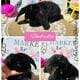 Purebred Mini Plush Lops