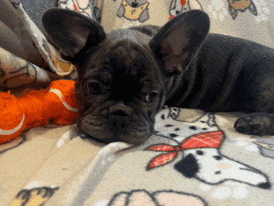 French Bulldog Puppies