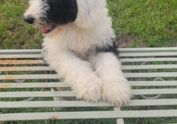 F1B Reversal Sheepadoodle puppies