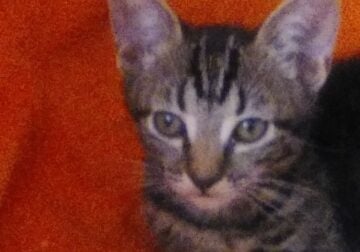 Super Duper Cute Kitten