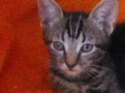 Super Duper Cute Kitten
