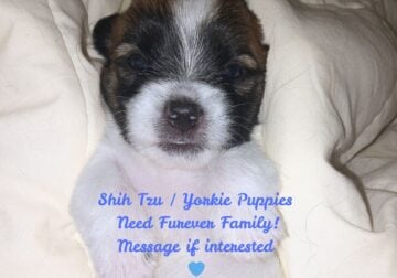 Shih Tzu/Yorkie Mix Puppies