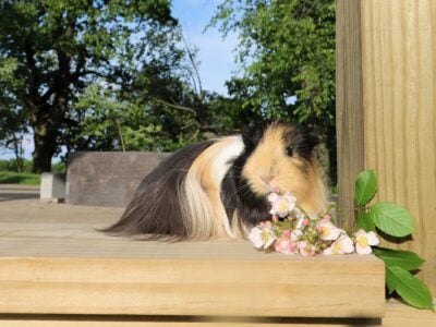 Peruvian guinea pig Rosie