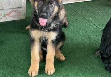 Adorable German Shepherd Puppies
