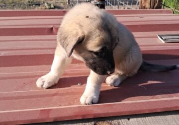 Pure bred anatolian female
