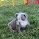Old English Bulldog