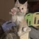 Orange Tabby Maine Coon