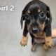 Miniature Dachshund puppies