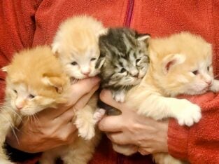 Kurilain Bobtail Kittens born April 19, 2025