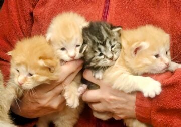 Kurilain Bobtail Kittens born April 19, 2025