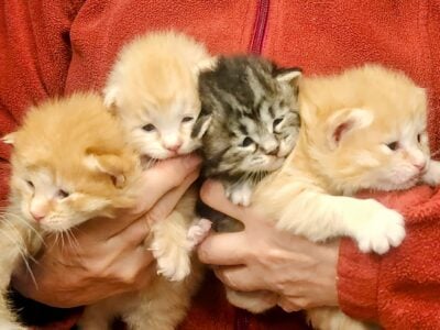 Kurilain Bobtail Kittens born April 19, 20  ...