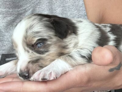 Australian Shepard #7