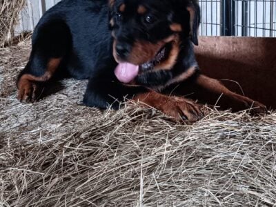 Pink Rottweiler