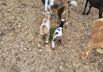 Nigerian Dwarf