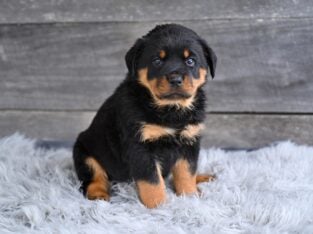 AKC Rottweiler Fredericksburg OH Baron