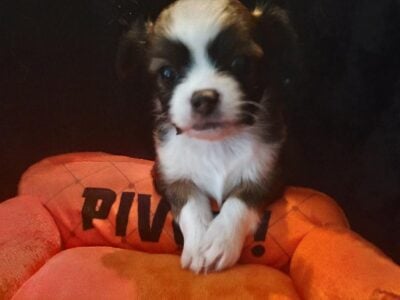LONG COAT CHIHUAHUA PUPPIES- ADORABLE
