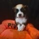 LONG COAT CHIHUAHUA PUPPIES- ADORABLE