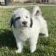 Great Pyrenees mix with Saint Bernard puppies