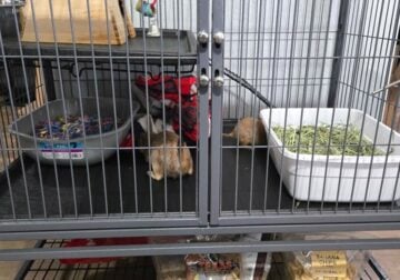 Adorable Prairie Dogs Seeking a Loving Home!