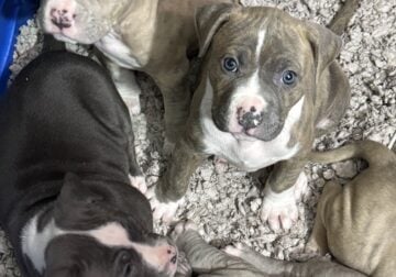 Purebred Pitbull Puppies