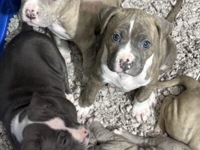 Purebred Pitbull Puppies