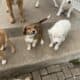 Retriever Mastiff/ Great Pyrenees puppies