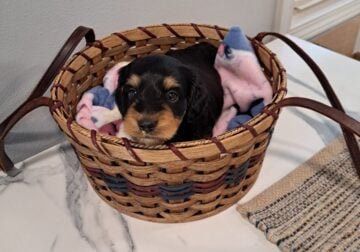 Weiner Doodle – Mr Buttons