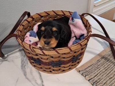 Weiner Doodle – Mr Buttons