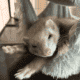 2 Female Young Ferrets