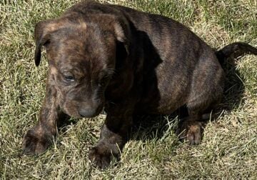 Golden Retriever/Pitbull Mix