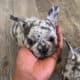 Lilac Merle French Bulldog